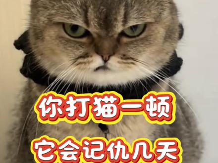 你打猫一顿,它会记仇几天呢?#猫咪 #新手养猫 #养猫经验分享 #科学养宠攻略 #宠物知识