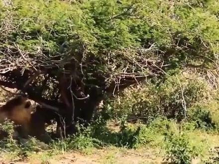 苍鹰捕杀眼镜蛇王,苍鹰一击飞爪将其秒杀,当作辣条给吃了!!!