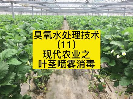 臭氧微纳米水处理技术(11)
现代农业叶茎喷雾消毒应用。#臭氧微纳米发生器 #大棚臭氧消毒设备 #大棚种植技术 #大棚蔬菜杀菌