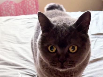 你学会了吗?#萝卜纸巾猫咪模仿挑战 #蓝猫 #猫咪 #猫咪的迷惑行为