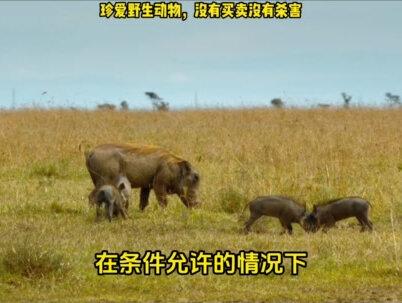 非洲疣猪,进化最完美的猪,时速六十公里戏耍狮子跟玩一样 #非洲 #动物 #疣猪 #狮子 #涨知识了 #自然