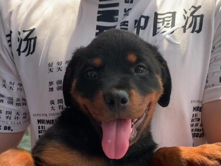 智商前十,武力爆表,最忠诚的护卫犬——罗威纳#罗威纳 #罗威纳护卫犬 #猛犬 #护卫犬 #罗威纳犬