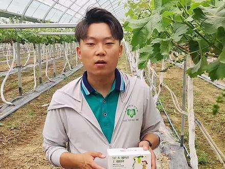 逸绘0号药剂该如何使用,0号去核,方法来了!#新农人计划2021 #葡萄种植 #阳光玫瑰葡萄