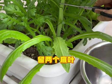 茼蒿每次采收留两片底叶,产量倍数增长#茼蒿种植方法 #茼蒿采收方法 #封闭阳台种菜技巧 #封闭阳台种菜 #盆栽蔬菜