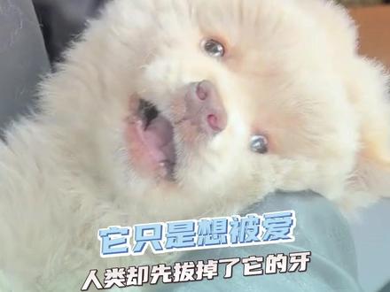 它还那么小,没有主人,没有妈妈,也没有了牙齿(素材来源@小山胖的甜蜜时光) #小狗 #动物救助 #土松
