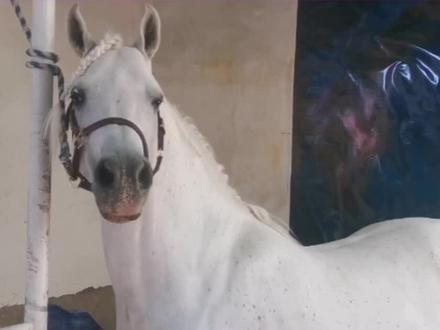 @抖音小助手 @努热(天山天鹅马业 #老宋品马 又见老朋友 巴吉斯