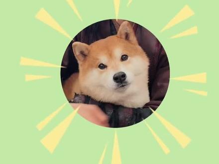 #侯明昊 #碧血蝉 #monkey
monkey探班日🐶🐶🐶