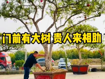 门前有大树,贵人来相助!庭院必栽树,石榴树!寓意好,好处多,既可赏花又可实果! #苗木 #盆栽树桩 #庭院设计 @DOU+小助手