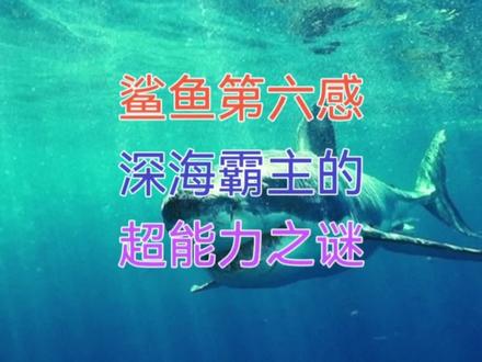 鲨鱼第六感:深海霸主的超能力之谜 #小知识 #小知识大作用 #小知识分享 #冷知识 #涨知识 #涨知识啦 #鲨鱼