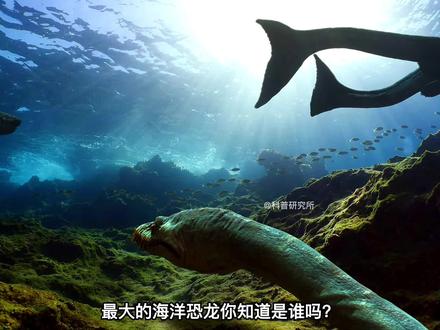 十大海洋恐龙,苍龙也只是第2大。最后的你没见过(一) #海洋生物 #海洋