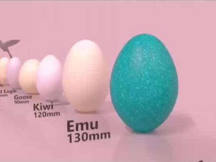 世界上各种动物的蛋大小对比。 #中视频伙伴计划官号 # 对比