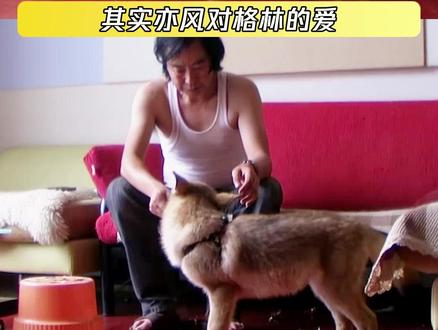 李微漪和亦风真的是两个很好的人啊 #重返狼群 #格林 #李微漪 #亦风 #鹅滴神片