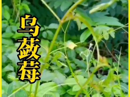 #农村生活 #田间地头 #本草纲目 本草界的珍珠