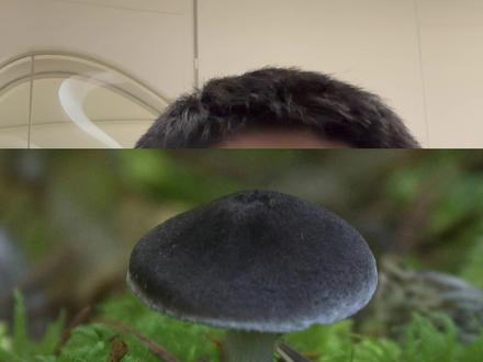 以辐射为食的真菌 在切尔诺贝利核电站中,科学家们居然发现了一种以辐射为食的的真菌
核能相比于快枯竭的石油等化石能源,好处多多。但这些好处可不是没有风险的,万一它跑偏了,核原料泄漏出来可不是开玩笑的!核原料中的放射性物质,可是致命的!
说到核泄漏,你们还记得三十多年前的切尔诺贝利不?科学家们居然在那发现了一群以核辐射为食物的真菌!
这怪事儿得从上世纪80年代说起。乌克兰切尔诺贝利核电站因为一帮操作手艺不熟练的工程师,做个电测试,结果玩儿大发了,反应堆"嘭"的一声炸开咯。
整起核泄漏让切尔诺贝利成了的死城。但是,神奇一幕出现了~科研队伍发现,尽管辐射危险重重,可有种怪真菌竟然拿它当饭吃!
#ai #AIGC #真菌 #青少年课外知识讲堂