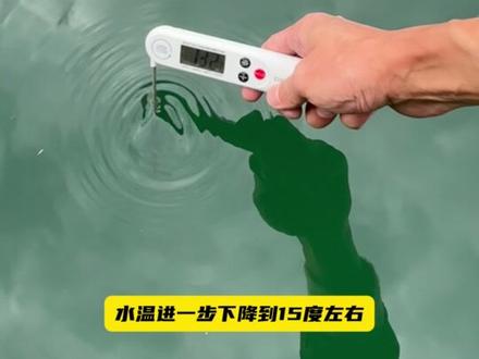 鳜鱼一年12个月,每个月的习性深度剖析!让你全年狂拉! 首先是一月份:一月份是最寒冷,也是水温最低的一个月
水温低,意味着新陈代谢慢,1月份的鳜鱼,吃一两条鱼,三五天,都不会饿的
它们全待在水温最稳定的深水,过冬,只有极少数时间,深水很久都没食物,它才会短暂出来觅食,所以一月份,没有鱼探,你根本就不用去钓、完全就像是买彩票一样的,只有大眼鳜,会短暂有口
所以大眼比斑鳜长得快,就是这个原因
到二月份了,二月份,跟一月份几乎是一样
但要注意的是,二月底,可能很多地方升温了,连续气温到20度以上
浅水,就会迅速升温,饵鱼会来到浅滩碎石,晒太阳,鳜鱼也会靠边觅食
特别是大太阳暴晒后朝阳面的晚窗口,瘾大的就可以出发了
接着到3月份,基础气温连续升高,可能还伴随着温暖的雨水
大个体的鳜鱼,就开始顶水了
要注意的是最先开始顶水的是那种小支流,特别是离深潭最近的流水口
有温度计的可以量一下,水温超过15度,深潭有鱼的话,一定会顶上来
那如果是水库呢,连续升温,鳜鱼也会活跃起来,靠边觅食
接着到4月、5月,这两个月,气温雨水都上来了,大个体的鳜鱼,会长途跋涉,顶上来
这是一年中解锁公斤鳜的最佳时间,水流越大,结构越大,鱼越大
无脑冲就行了
接着到6月,7月,梅雨季,虽然大个体斑鳜少了,但是大眼鳜、波纹鳜还有小个体斑鳜,都来到了产卵高峰期
鱼的密度不降反增,是一年中口最多的两个月
只要下雨涨水退水,也是无脑冲就行了
接着到8月三伏天,这是一年中最难钓鱼的时候,鳜鱼产卵也结束了,水温超过30度
只有白浪花里面还有鱼
接着到9月,10月,水温下降到25度
不得了,第一波,秋鳜就来了,小河道,秋鳜会先顶水觅食
大型山体水库,秋鳜会出现在任何浅水结构觅食,特别是阴雨天,全天都会狂口
谁钓谁知道
最后就是到11月12月了,这两个月的鳜鱼,处在深秋模式
水温进一步下降到15度左右,它们的活性比10月份会越来越差
窗口期也会越来越短,可能就中午,或者晚口,十几二十分钟会开口
直到12月底,水温低于12度,它们就真正进入冬季模式,去到深水过冬
#路亚野钓 #路亚鳜鱼 #鳜鱼季 #路亚斑鳜 #路亚教学
