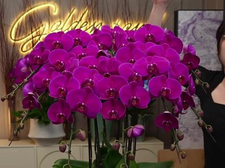 大辣椒 金色池塘蝴蝶兰基地#金色池塘蝴蝶 #蝴蝶兰 #大辣椒