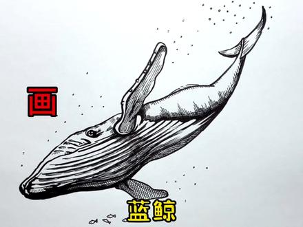 手绘鲸鱼教程、教你如何画鲸鱼、蓝鲸#画画 #手绘 #绘画过程 #动物 #鲸鱼