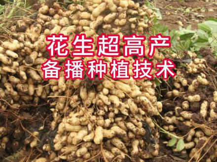 花生最佳播种量?何时可以剥?平地种好还是拉勾种植好?