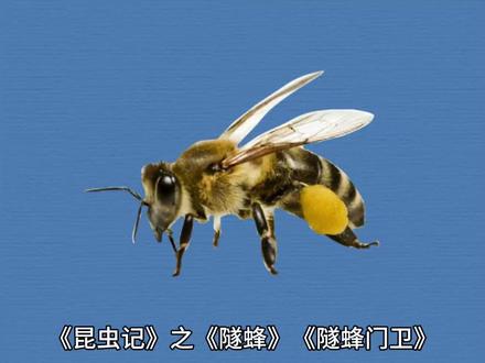 《昆虫记》之《隧蜂》《隧蜂门卫》