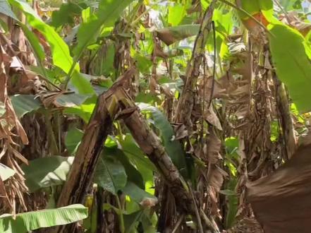 十个勤天在西藏砍香蕉#十个勤天 #种地吧第四季 #西藏 #热点