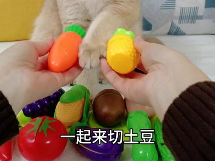 认知果蔬认知颜色、培养专注力、锻炼手部精细动作的切切乐玩具,开启早教启蒙!#水果切切乐玩具 #切土豆手势舞 #幼儿早教0-3岁早教启蒙 #0-3岁幼儿早教益智启蒙 #有些猫稍微打扮一下就不一样了