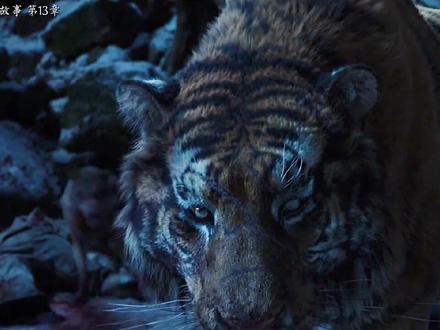 东北虎连载故事第13章:虎狼冲突,伊洛娜灭狼 #老虎 #东北虎 #狼 #动物世界