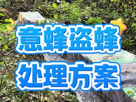 意蜂盗蜂处理方案#养蜂技术分享 #养蜂技术交流 #三农