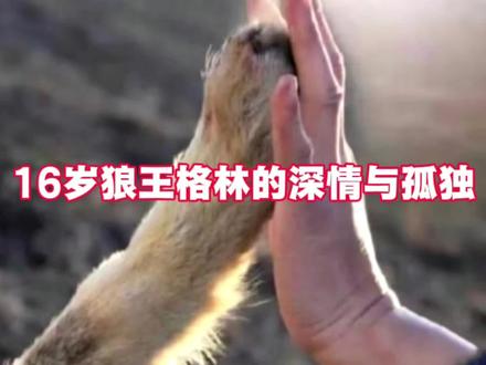 2026年,16岁的野生狼王格林已步入暮年,毛发灰白、行动迟缓,却仍用独特方式诉说着对“狼妈”李微漪的牵挂。#狼王格林 #动物 #娱乐八卦 #动物世界