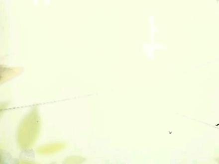 画眉得了仰头等于得了绝症,怎么回事,如何预防,老农告诉你