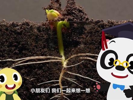 每粒种子里都住着一个种子宝宝
番茄也不例外
我们一起来看看番茄是怎么生长的吧
#抖出新知识 #植物 #植物科普
@抖音青少年 @抖音小助手