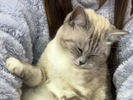 今天又烫破防了#拼豆 #手工 #日常vlog #有间猫屋diy手作铺