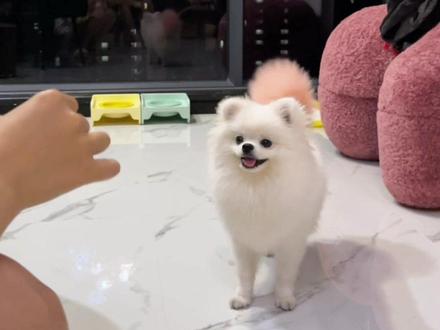 小狗动作教程来啦#宠物vlog #博美狗狗 #毛孩子也是孩子 #萌宠出道计划 #养宠进阶指南
