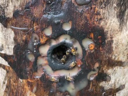 快速诱蜂秘诀#诱蜂技术经验分享 #农村养蜂人