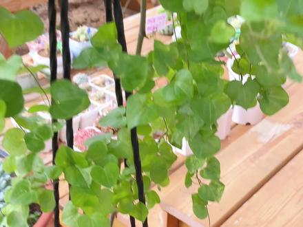 龟甲龙纹路分享,挑选了两颗绝绝子一起欣赏一下👍#龟甲龙 #块根植物 @DOU+上热门