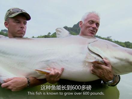 湄公河巨型鲶鱼,最大的能长到600多磅!