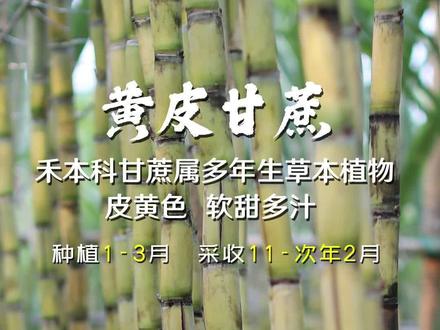 黄皮甘蔗也叫黄金甘蔗,绵软清甜多汁,你吃过什么甘蔗#广西甘蔗种植 #创作灵感 #乡村振兴dou行动 #新农人计划