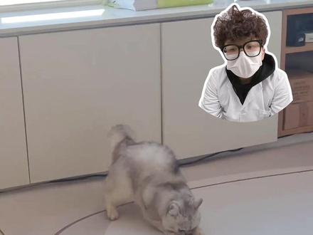 紧急预警!猫咪突然瘫痪惨叫,不是磕碰是血栓,死亡率超高。 #宠物体检#宠物知识#宁波宠物医院#宠物#宠物日常