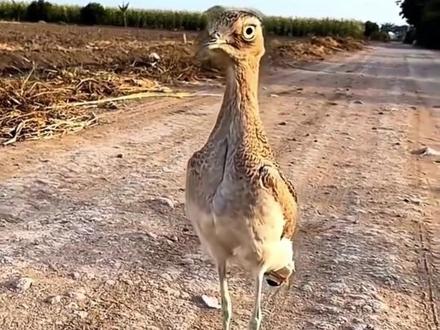 分享科普20种“长相奇特”的动物#涨见识 #科普 #动物百科