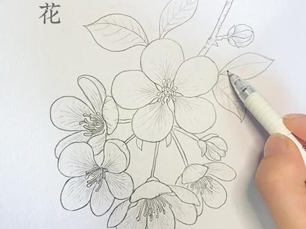 线描花卉,海棠花~#手绘 #线描 #线描画 #花卉