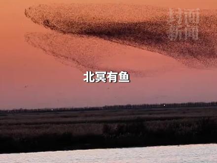“北冥有鱼,其名为鲲”具象化了!山东上万只候鸟迁徙形成鸟浪,时而似巨鲸,时而似大鹏#媒体精选计划