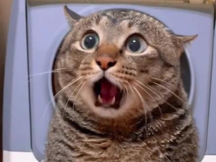 猫咪的情绪逐渐暴躁,小猫:非要把我逼疯是吧