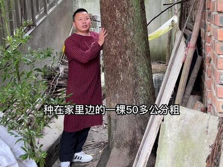 真正人工培育,种家里的金丝楠木是个人财产。可以砍伐的。#金丝楠木树苗