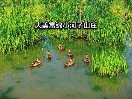 佳木斯富锦市小河子山庄悠闲的野鸭伴着游客,和谐的人方之地。