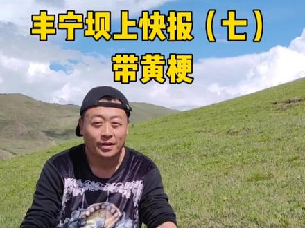 丰宁坝上快报,坝上特产—带黄梗#坝上特产 #丰宁坝上草原 #坝上柒间民宿 #丰宁坝上远山别院