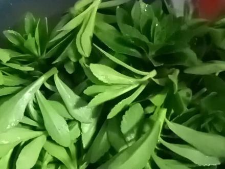 此草叫救心草,也叫养心草,可以当盆景也可以凉拌,炒着吃,必须焯水,此草不过没有垂盆草好吃,垂盆草,清炒,炒鸡蛋更鲜,大家认识的可以尝试一下,我已经吃过多次了