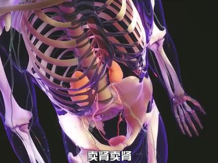 一个人究竟有多值钱?一颗肾脏价值170万,你就是行走的3个亿?(3/3)