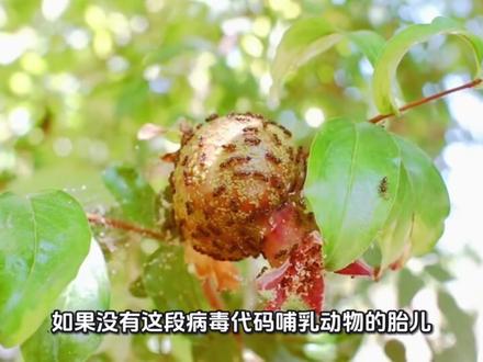 你以为你是人?其实你是8%的病毒! 别再被进化论骗了!顶级期刊最新揭秘:人类其实是远古瘟疫的幸存者,也是病毒的共生体。如果没有那段病毒代码,你甚至根本无法出生!快来看看你身体里的那些“僵尸病毒”是如何操纵你的人生和衰老的!#科普 #硬核科普 #基因密码 #科学真相
#病毒