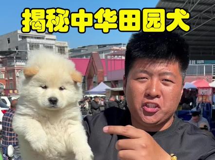 一只会功夫的小土松狗! 揭秘中华田园犬,我是真心喜欢!#土松 #中华田园犬 #白土松