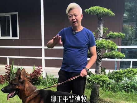 到底德牧分不分平背和弓背?#德国牧羊犬 #新手养狗 #德牧幼犬 #养狗经验分享 #广州德牧