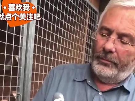 一鸽难求的凡登布克#职业赛鸽